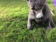 Chiots bouledogue fran&ccedil;ais
