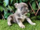 Chiots bouledogue fran&ccedil;ais