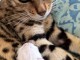Adorables Chatons Bengal Pure Race