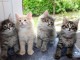 Adorables Chatons Norv&eacute;giens Pure Race