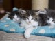 Adorables Chatons Norv&eacute;giens Pure Race