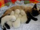 Magnifiques  Chatons  Siamois typer Ta&iuml; Pure Race