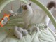 Magnifiques Chatons Sacr&eacute; de Birmanie Pure Race