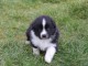 Chiot Berger Australien femelle non lof &agrave; donner 