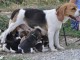 Magnifiques Chiots Beagle Pure Race