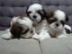Sublimes Chiots Shih Tzu Pure Race