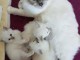 Magnifiques Chatons Sacr&eacute; de Birmanie Pure Race