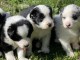  Magnifiques Chiots Border Collie Pure Race