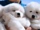  Magnifiques Chiots Samoy&egrave;de Pure Race