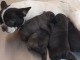 Magnifiques Chiots Bouledogues Fran&ccedil;ais Pure Race