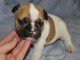 Adorable chiot Femelle Bouledogue fran&ccedil;ais a donner 