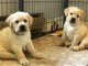 chiots labrador retriever &agrave; adopter