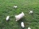 Superbes B&eacute;b&eacute;s Bichons Maltais . M&acirc;les et Femelles