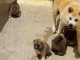 Magnifiques Chiots Akita Inu Pure Race