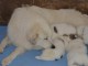 Chiots Bergers des Pyr&eacute;n&eacute;es 3 males et 2 femelles