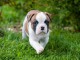 Disponible de chiot bouledogue fran&ccedil;ais trois mois