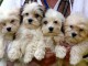 Superbes Chiots Bichons Havanais Pure Race Pedigree