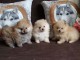 CHIOTS SPITZ NAIN (LOULOU DE POM&Eacute;RANIE)