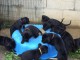  8 CHIOTS CANE CORSO &Agrave; VENDRE (3 FEMELLES & 5 M&Acirc;LES)