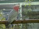 Perroquet cacato&egrave;s Galah apprivois&eacute;