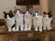   Adorables Chatons Norv&eacute;giens Pure Race