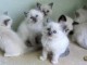 Superbes Chatons Ragdoll Pure Race