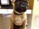 Don de chiot bouledogue fran&ccedil;ais trois mois