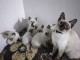 Magnifiques  Chatons  Siamois