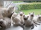 Magnifiques Chatons Sacr&eacute; de Birmanie Pure Race