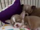 Chiots chihuahua &agrave; poils court &agrave; adopter