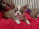 Chiots chihuahua &agrave; poils court &agrave; adopter