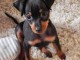 Disponible de chiots pinsch nains trois mois