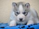 A donner  husky sib&eacute;rien femelle