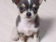 chiots chihuahua &agrave; adopter