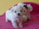 A donner tr&egrave;s beau chiot Bichon Maltais femelle