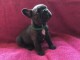 Chiots Bouledogue fran&ccedil;ais A DONNER