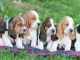 Superbes B&eacute;b&eacute;s Basset Hound . M&acirc;les et Femelles