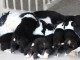 Magnifiques Chiots Border Collie Pure Race