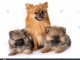 Magnifiques Chiots Spitz Nain Pom&eacute;ranien Pure Race