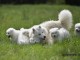 Magnifiques Chiots Samoy&egrave;de Pure Race