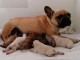  Magnifiques Chiots Bouledogues Fran&ccedil;ais Pure Race