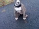 stafford terrier a donner