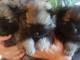 chiot spitz allemand  adorable