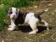 Don de chiot bouledogue am&eacute;ricain trois mois