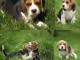 Chiots Beagle recherchent famille