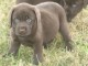 chiot labrador adorable
