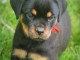 Jolie port&eacute;e de chiots rottweiler
