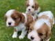 adorable chiots cavalier king charles&nbsp;