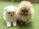 adorable chiots spitz nain