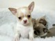 Mimi chiots chihuahua &agrave; donner contre bon soins